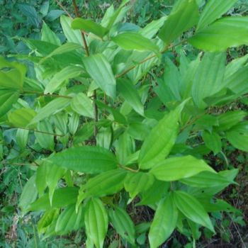 Cinnamomum Tamala (Leaves & Bark)