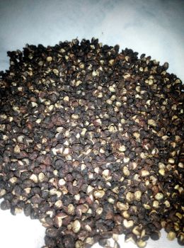 Natural Medicinal Zanthoxylum Armatum Timur Nepali Pepper Seeds