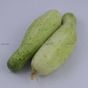 High Quality Export Level Fresh Organic Cucumber
