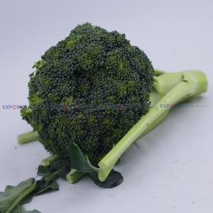 High Quality Export Level Fresh Organic Broccoli
