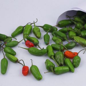 High Quality Export Level Fresh Organic Green Chilly