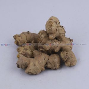 High Quality Export Level Fresh Organic Ginger